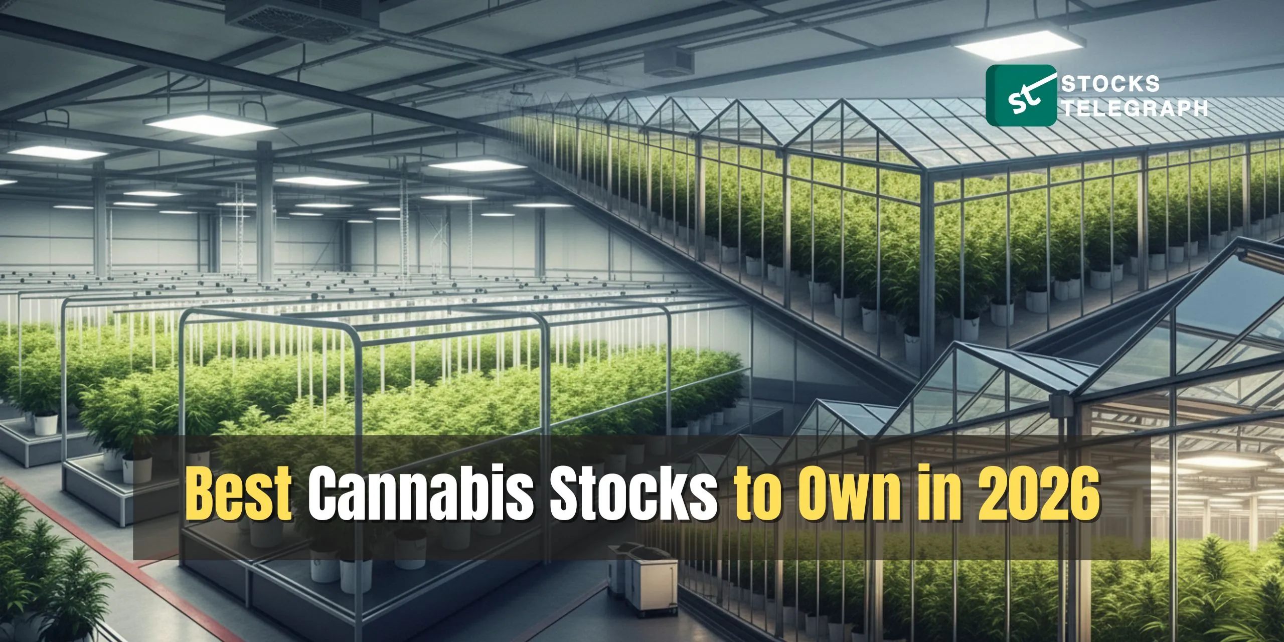Best Cannabis Stocks to Own in 2026